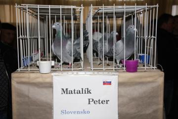 Výstava poštových holubov Výstava poštových holubov