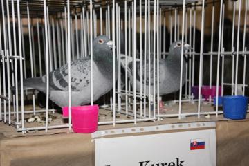 Výstava poštových holubov Výstava poštových holubov